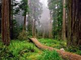 Redwood park California